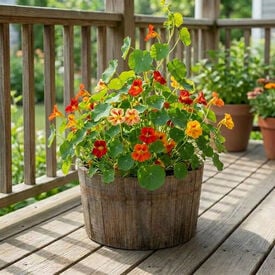 Single Mix, Nasturtium Seeds